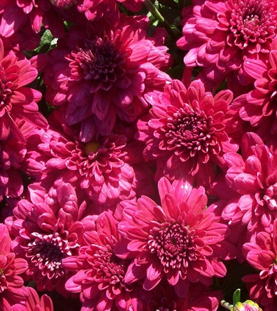 Belgian Mums® Galatino